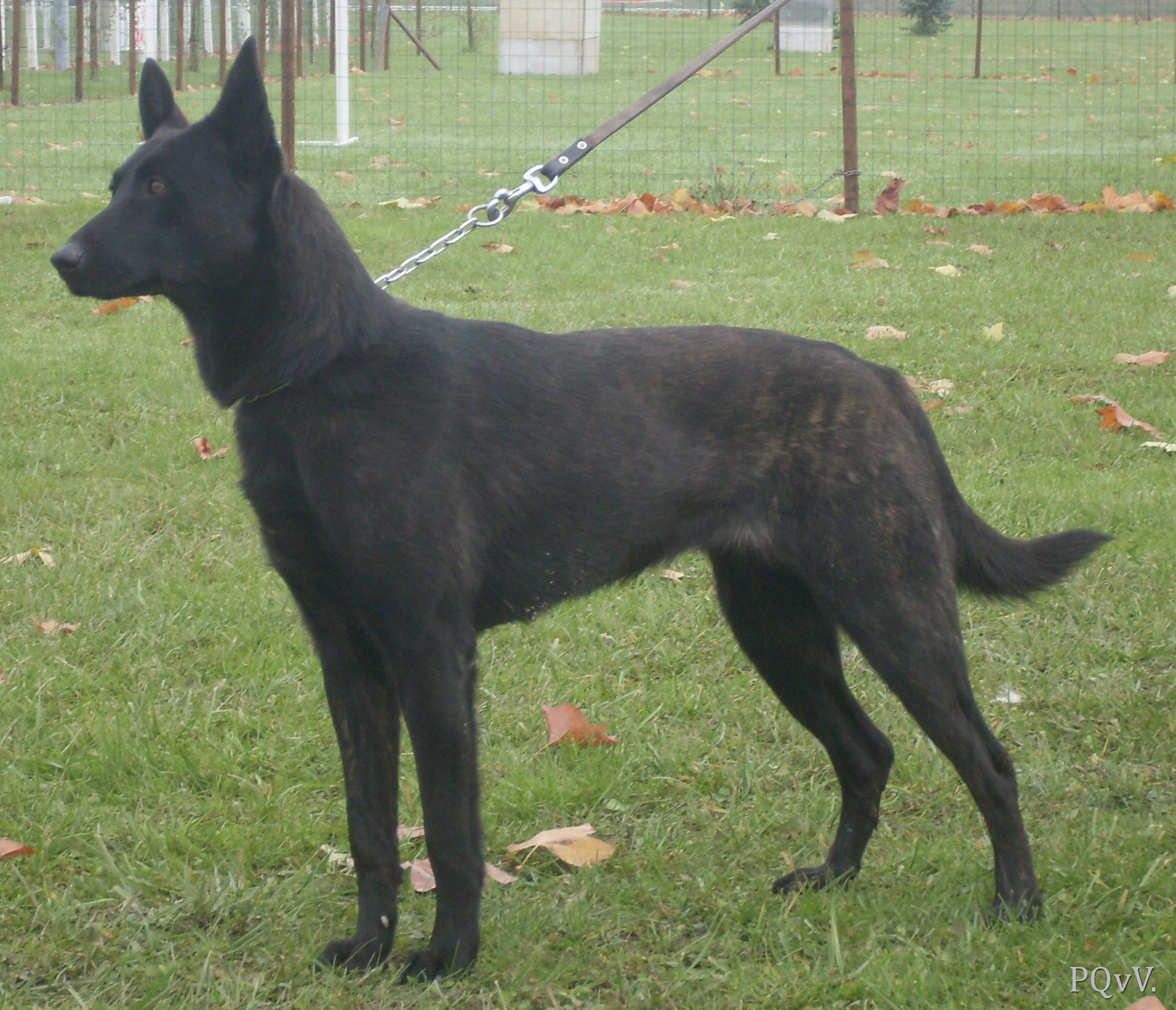  Dinka du Domaine de Cora de Ramatuelle